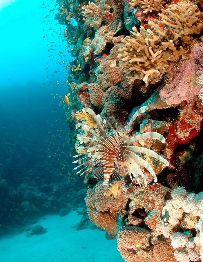 barriera corallina Mar Rosso