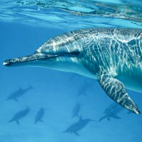 immersioni e snorkeling mar rosso