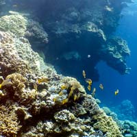 immersioni e snorkeling mar rosso