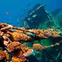 immersioni e snorkeling mar rosso