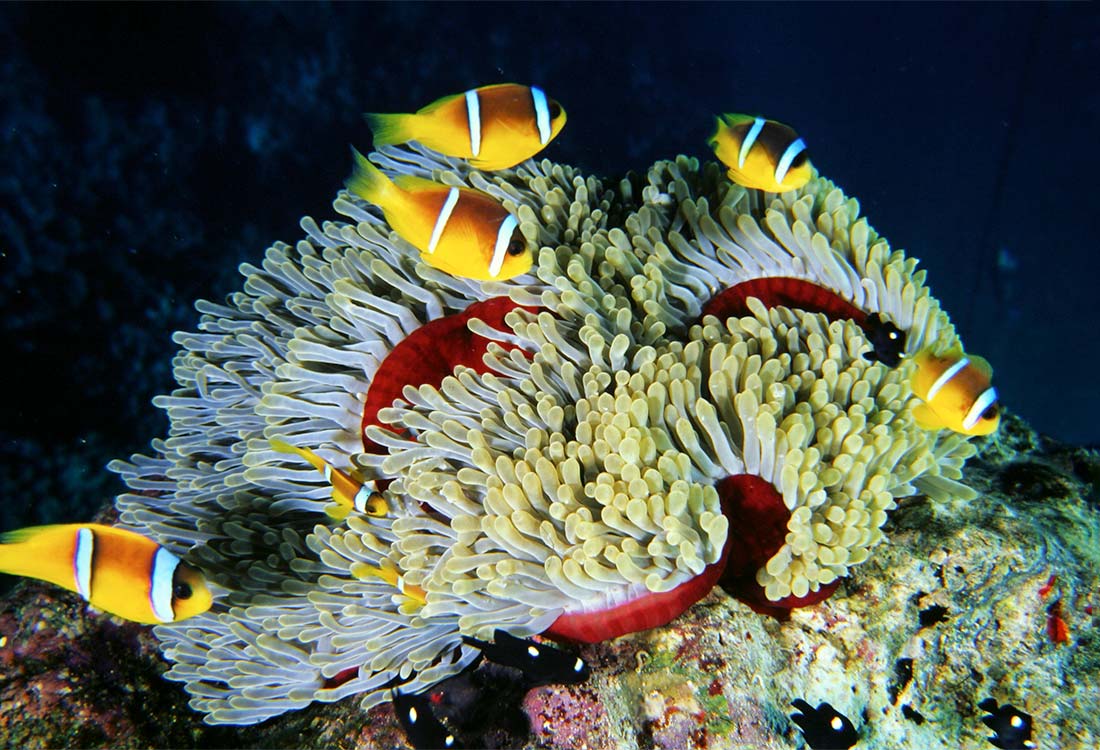 Gorgonia Beach Resort, Marsa Alam, Mar Rosso, Egitto, vacanze, barriera corallina immersioni